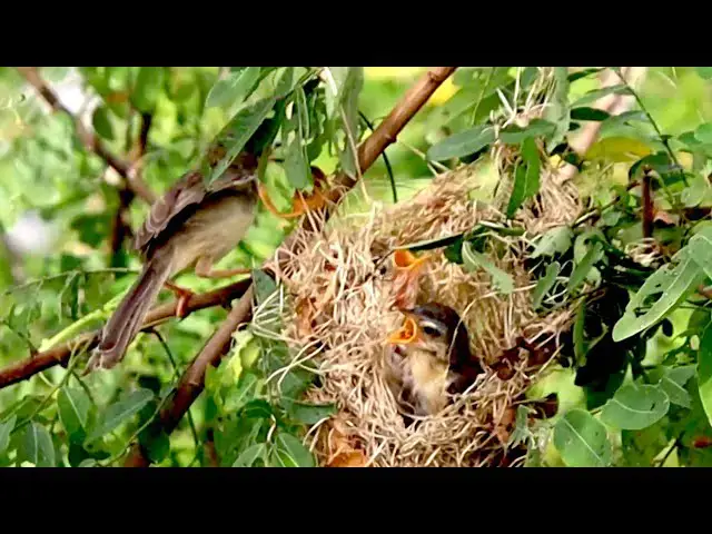 'Video thumbnail for All wild babie bird hungry eat food after mother's back'