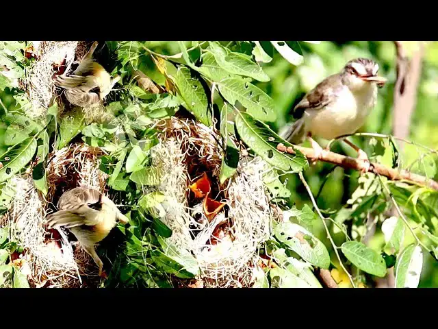 'Video thumbnail for Under nest wild rice bird to wait eat food on nest'