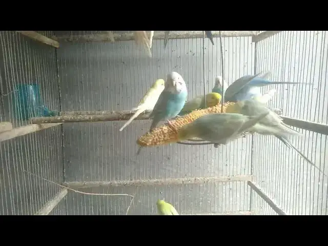 Video thumbnail for 🌸 Rotina calma e harmonia – 12 Minutos #harmonia #periquitosfelizes #pazinterior