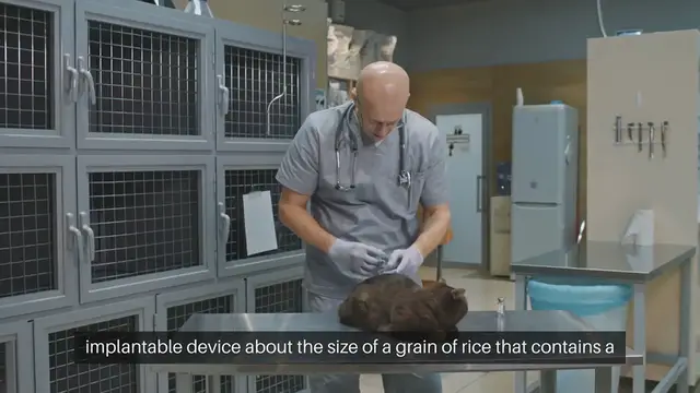Video thumbnail for Pet Microchipping Benefits