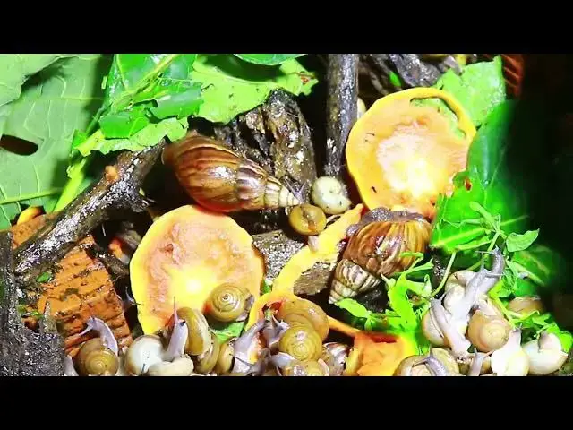 Video thumbnail for 🐌 Snails, 🐌 snial alot eating papaya fruits now 🦈 | 𝑴𝒆𝒕𝒉𝒐𝒅𝒔 #𝟗𝟔9056