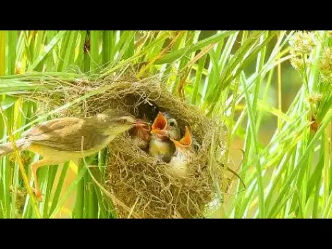 Video thumbnail for OH GOOD BIRD