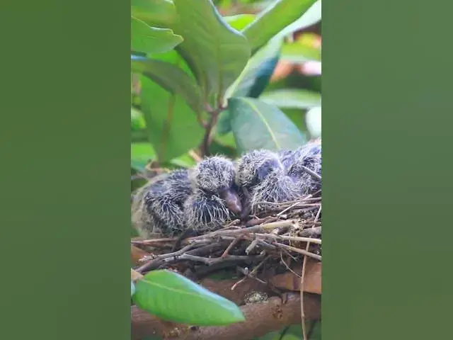 Video thumbnail for Wild Dove Bird   #babyanimal #nature #avian #babybird #rainsounds #avianlife #birds #avianworld