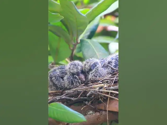 Video thumbnail for Dove Bird  #babyanimal #nature #avian #babybird #rainsounds #avianlife #birds #avianworld