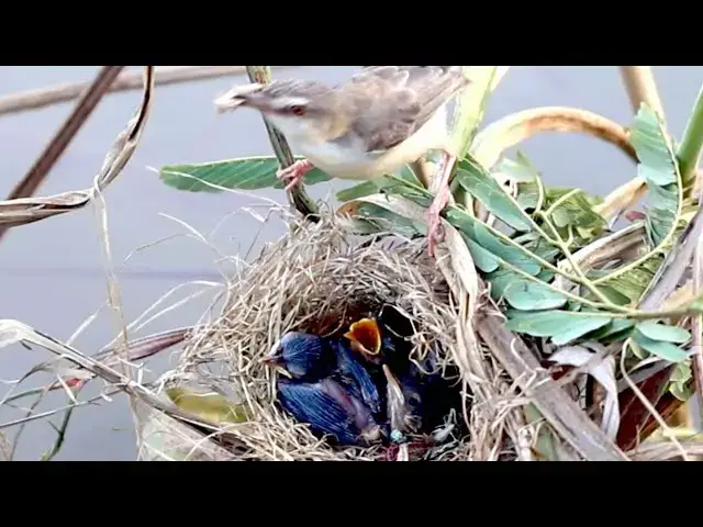 Video thumbnail for The nest grown bird or babies eating on nest