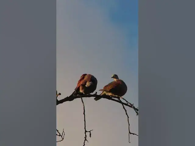 Video thumbnail for Male Wild Dove Bird EP 024  #birdnest #bird #birds #bestbird #birdofwast #birdnest