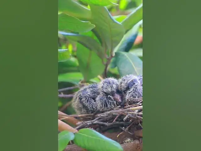 Video thumbnail for Dove Bird wild babies  #avianaffection #babyanimal #nature #avian #babybird #rainsounds #birds