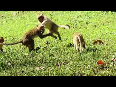 Video thumbnail for Many monkeys playing with each other looks really funny #Many monkeys playing with each other