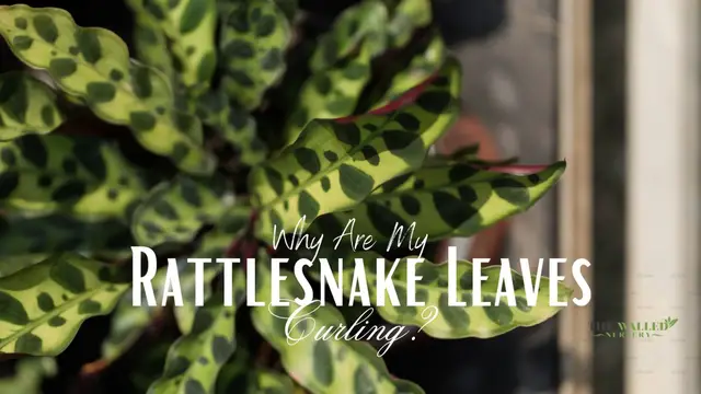 'Video thumbnail for Why are my rattlesnake leaves curling?'