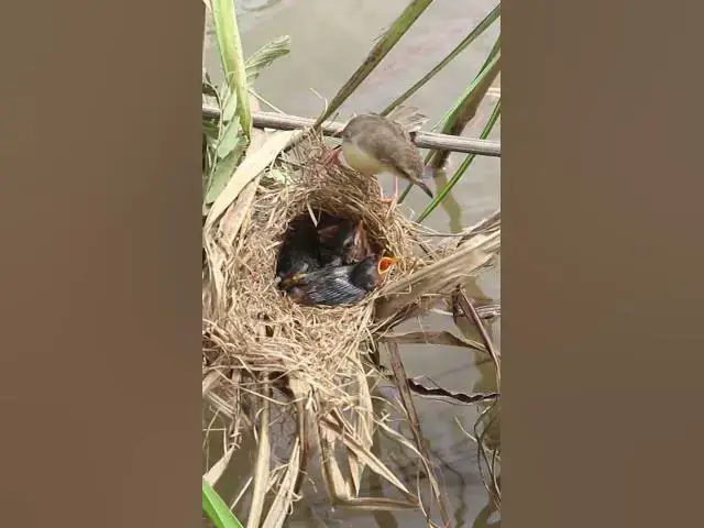 Video thumbnail for cuckoo chick bird #short #birdfeed #birdeates$es$#@