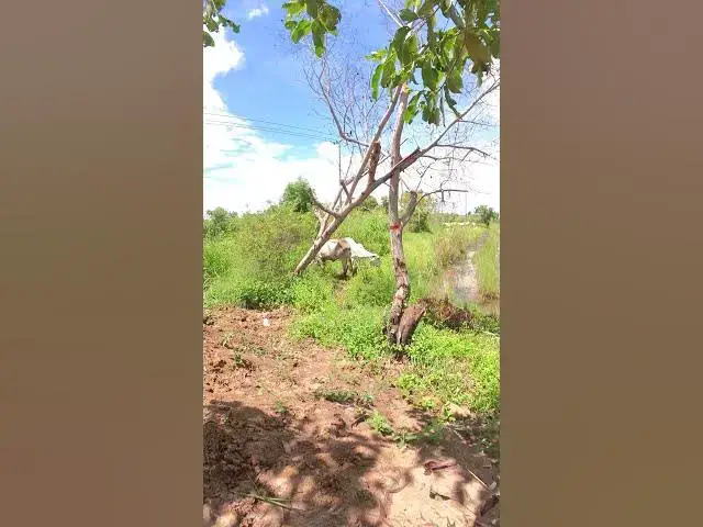 Video thumbnail for All Cows Eat Grass On Field #shortvideo