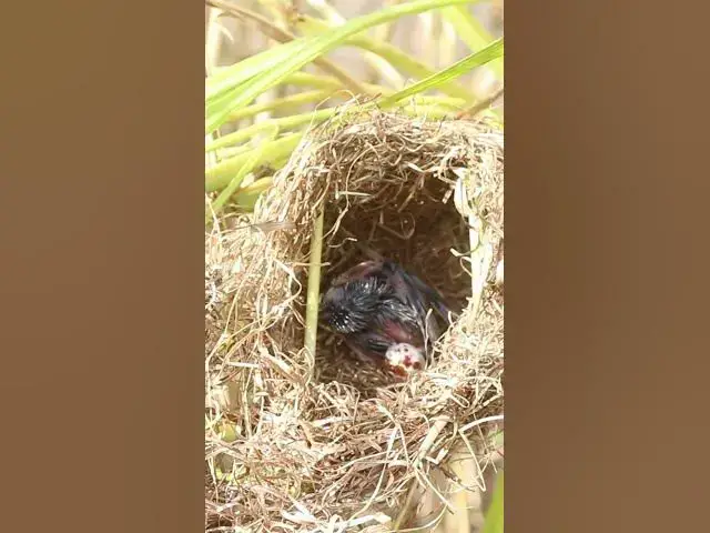 Video thumbnail for Babies Bird Grown in Nest EP#064 #birds #avian #babyanimal #wildbirdlife #babybird #avianlife