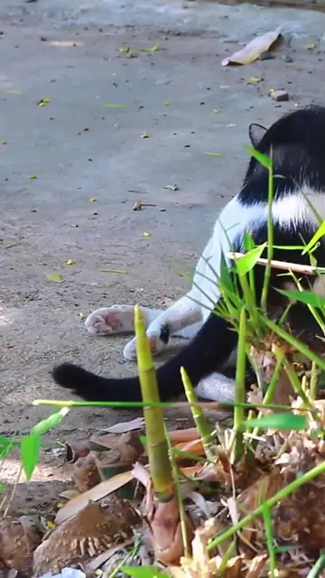 Video thumbnail for Wow Cats EP.006 #cat #shortcat #catchcatch #bitcat