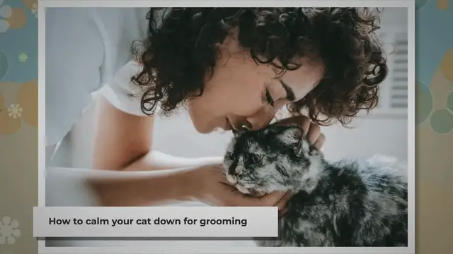 'Video thumbnail for 10 Simple Steps: How To Calm Your Cat Down For Grooming'