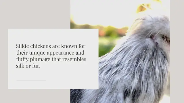 Video thumbnail for What color are blue Silkie eggs?