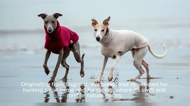 Video thumbnail for Whippet