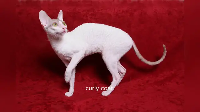 'Video thumbnail for Cornish Rex'