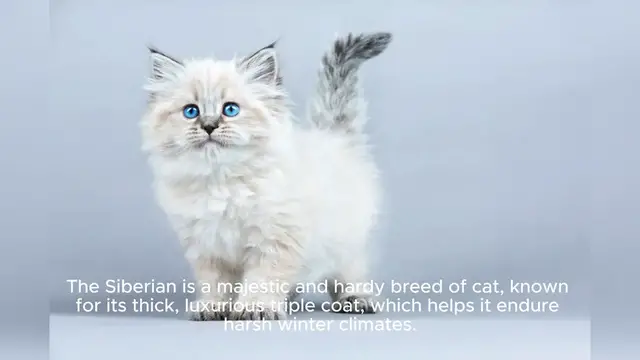 'Video thumbnail for Siberian'