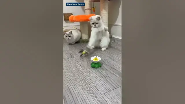 Video thumbnail for Product Link is in Bio | Funny Cat Gadget