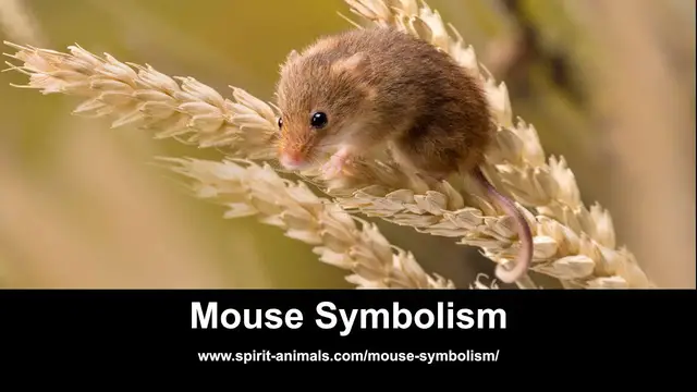 Video thumbnail for Mouse Symbolism