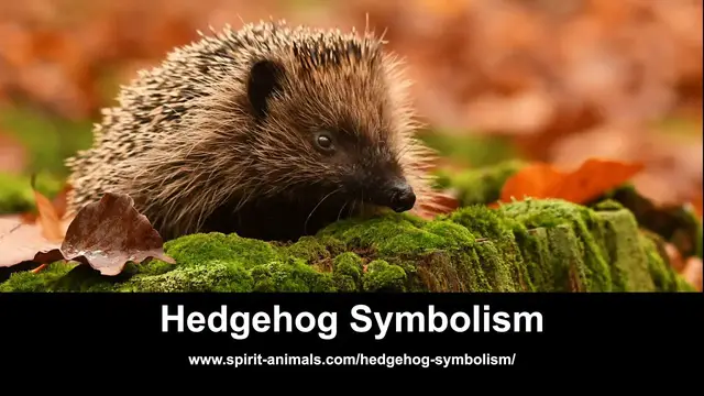 Video thumbnail for Hedgehog Symbolism