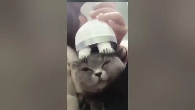 Video thumbnail for 🐾✨ Treat Your Pet to Blissful Relaxation! 😌🐾 Automatic Stress Relieve Pet Massager | #usa #shopping