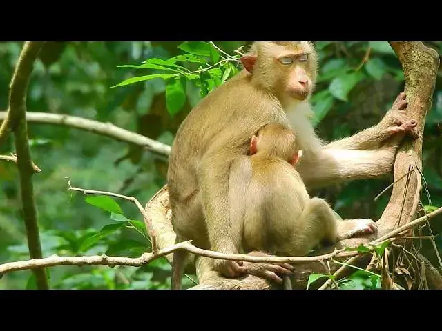 Video thumbnail for Monkey This video represents a mother's love# This video represents a mother's love