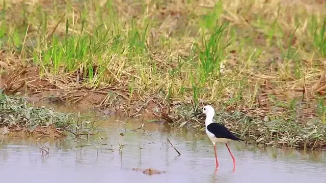'Video thumbnail for Lake at riseasion bird catch food eat here'