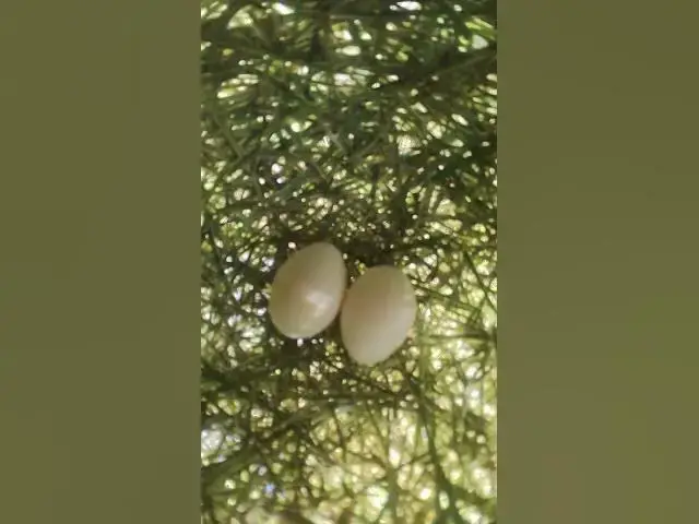 Video thumbnail for egg of Golden Bird in Nest  #satisfying #nature #pearl #cute #aquarium #animals #love #snail #insect