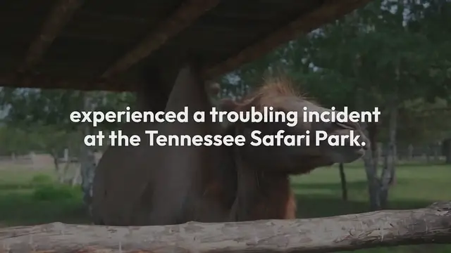 Video thumbnail for Police Allegedly Discovered Mushrooms, Marijuana on 1000-Lb. Sisters' Amy Slaton After She Was Bitten by Camel