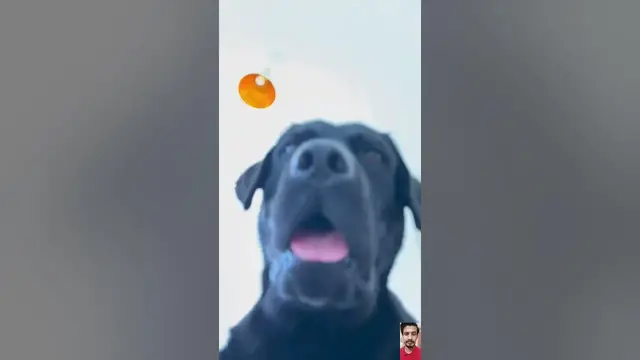 Video thumbnail for No-Mess Dog Water Dish | 🔗 Link is in Description | #trending #pet #dog #gadgets