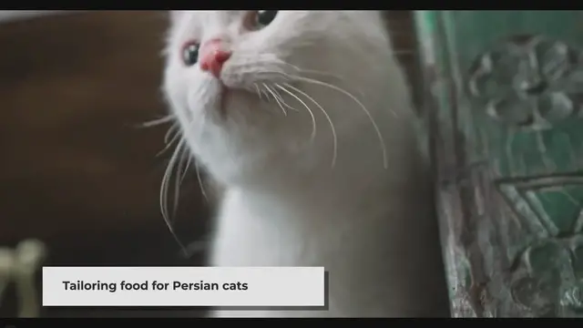 'Video thumbnail for Choosing the Right Food for Your Persian Cat'