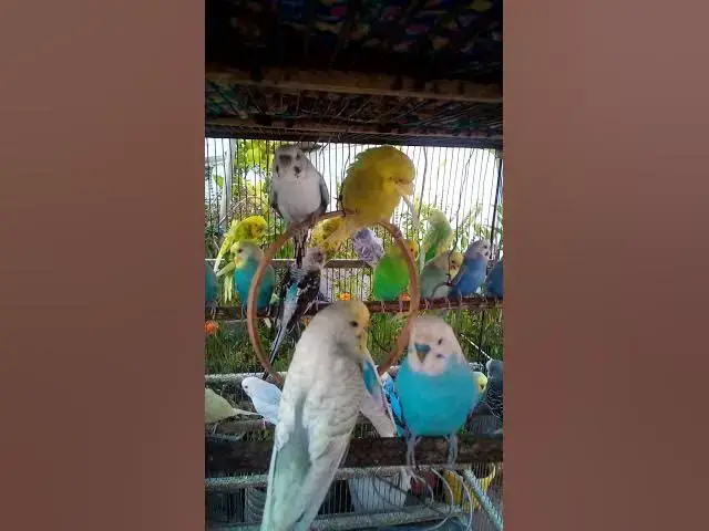 'Video thumbnail for 🐦 Como Deixar o Gaiola do Seu Periquito Mais Divertida e Cheia de Vida!'