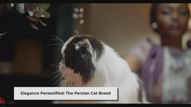 'Video thumbnail for Are Persian Cats Expensive? Exploring the Costs of Owning a Persian Cat'