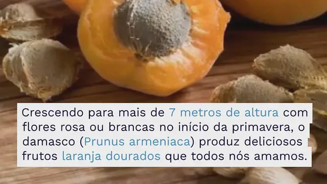 Video thumbnail for Como crescer uma árvore de damasco a partir de um caroço de damasco