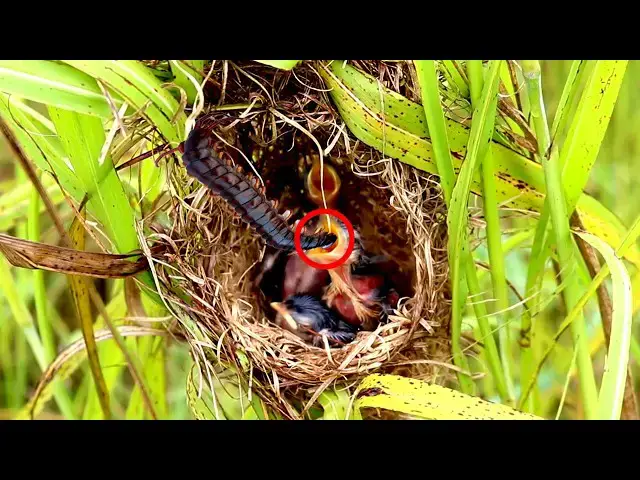 Video thumbnail for Nestlings in Action: Baby Birds on Nest