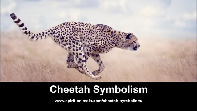 Video thumbnail for Cheetah Symbolism
