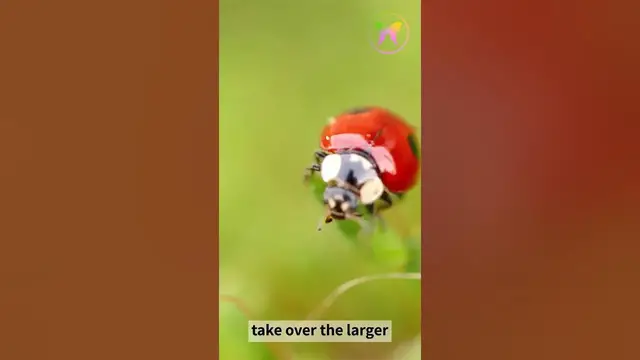 Video thumbnail for A Message from Ladybug