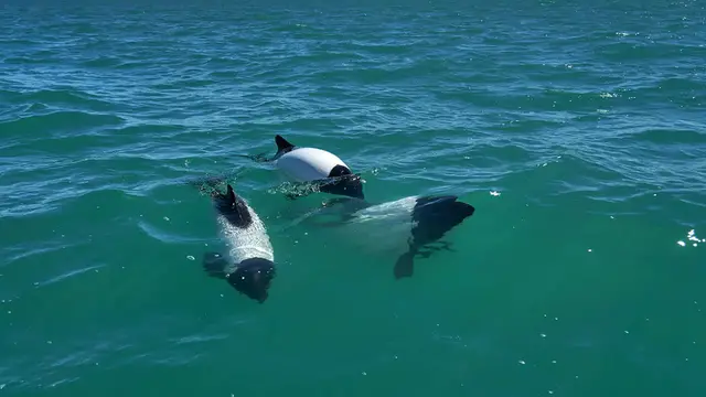 Video thumbnail for Dolphin Symbolism