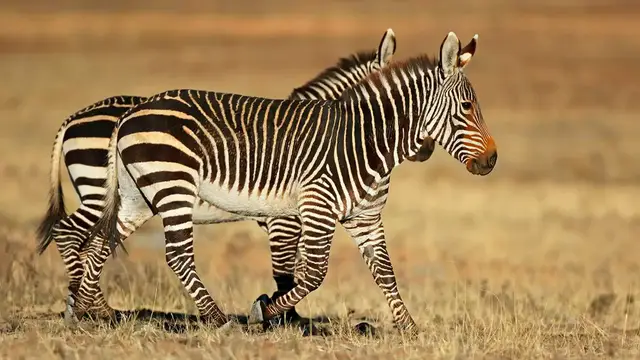 Video thumbnail for Zebra Symbolism