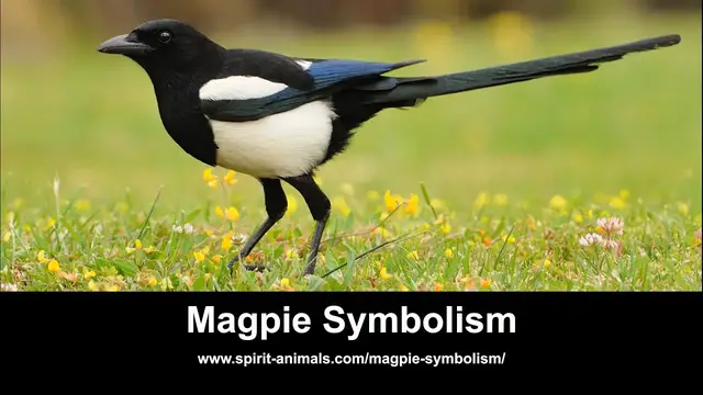 Video thumbnail for Magpie Symbolism
