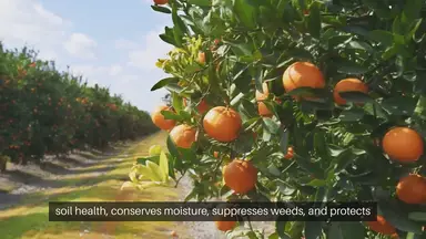 'Video thumbnail for Fruit Tree Mulching Guide'