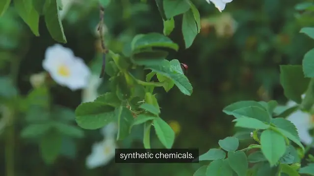 Video thumbnail for Organic Pest Control Methods for Your Gardening