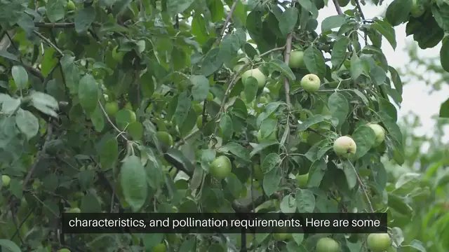 Video thumbnail for Apple Tree Varieties for Home Gardens