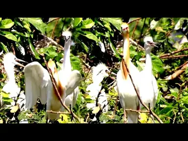 'Video thumbnail for កូនកុកកពណ៏លឿង នៅលើសំបុកវា | Willd babie hero hechact bird'