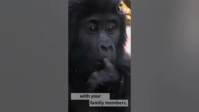 'Video thumbnail for Gorilla Vertical'