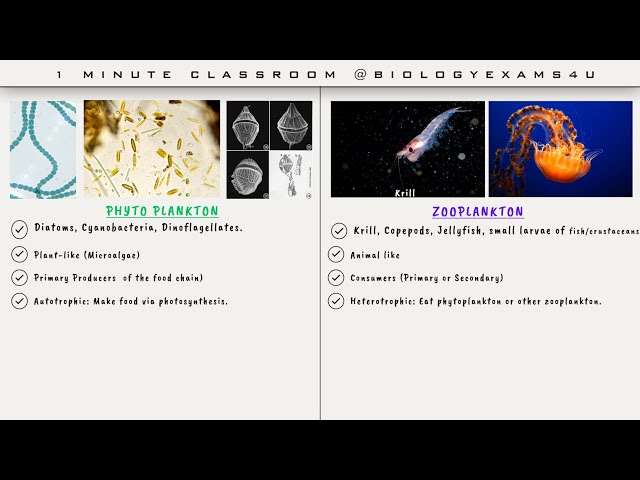 Video thumbnail for Difference Between Phytoplankton and Zooplankton in 1 minute || Phytoplankton vs Zooplankton