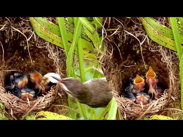 Video thumbnail for Mother Bird's Guide to Feeding Her Flock