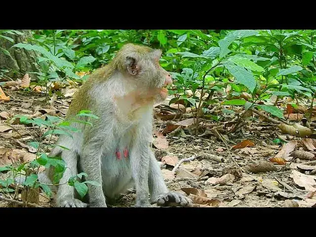 Video thumbnail for Jane action#monkeyinformation