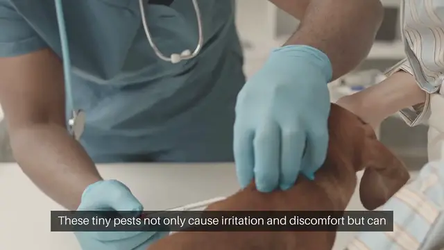 Video thumbnail for Managing Fleas and Ticks at Home